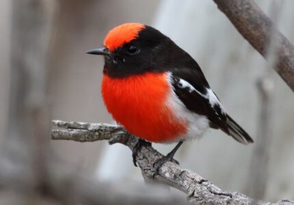 red robin the bird