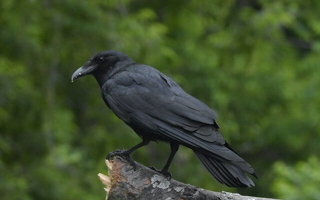 Can Crows Talk