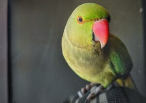 Indian Ringneck Parakeet