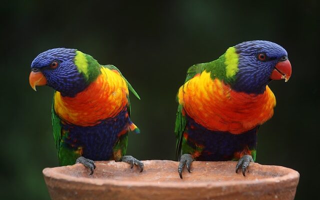 talking parrot