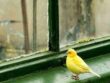 Bird on Window