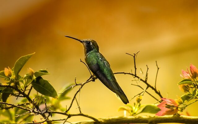 Crimson Sunbird