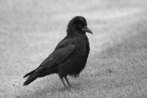 Crows Life