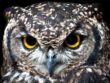 Owl Bad Omen