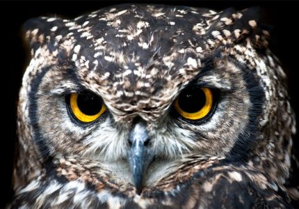 Owl Bad Omen