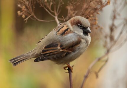 Sparrow bird