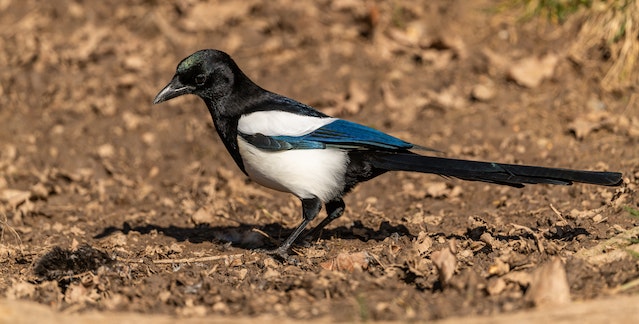 picture of a scissor tail bird