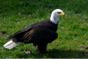 Bald Eagle