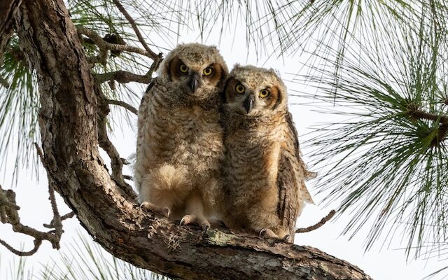 group of owls