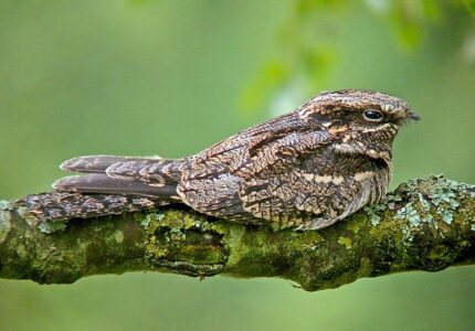 European Nightjar in the Eastern Province of Saudi Arabia & Bahrain (Part 1)