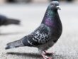 pigeon bird