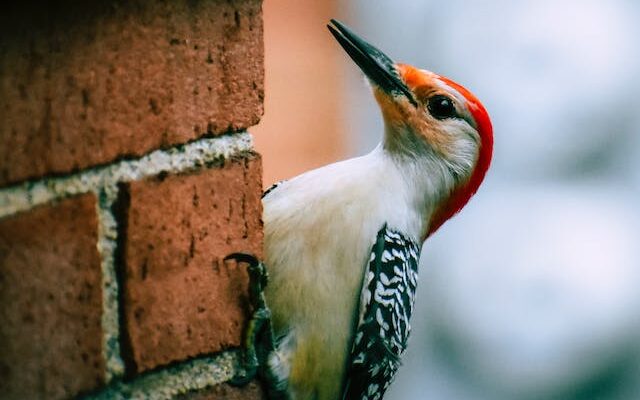 Woodpecker Spiritual Meaning