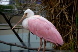 Roseate Spoonbill