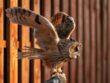 Great Horned Owl