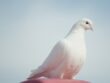 Albino Pigeon