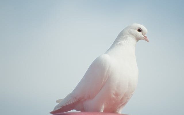 Albino Pigeon