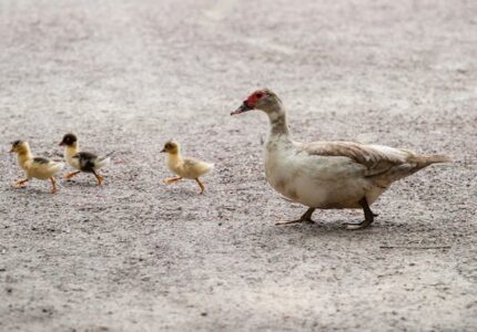 ducks